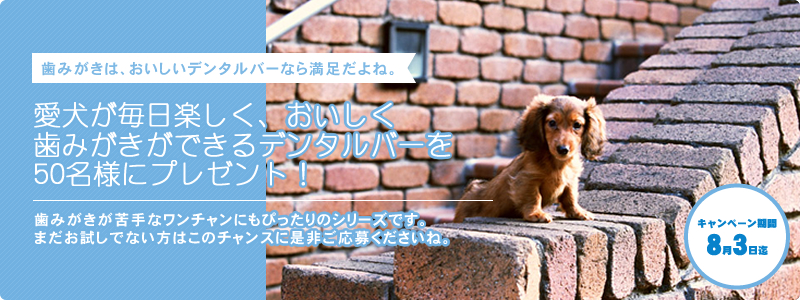 キャンペーン