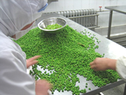 残留農薬をチェックした野菜を、一つ一つチェックしながら加工します。