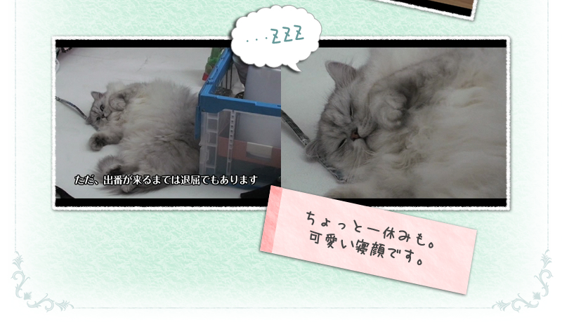 ちょっと一休みも・・・ZZZ　可愛い寝顔です。