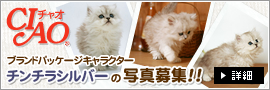 ブランドパッケージキャラクターチンチラシルバーの写真募集！！