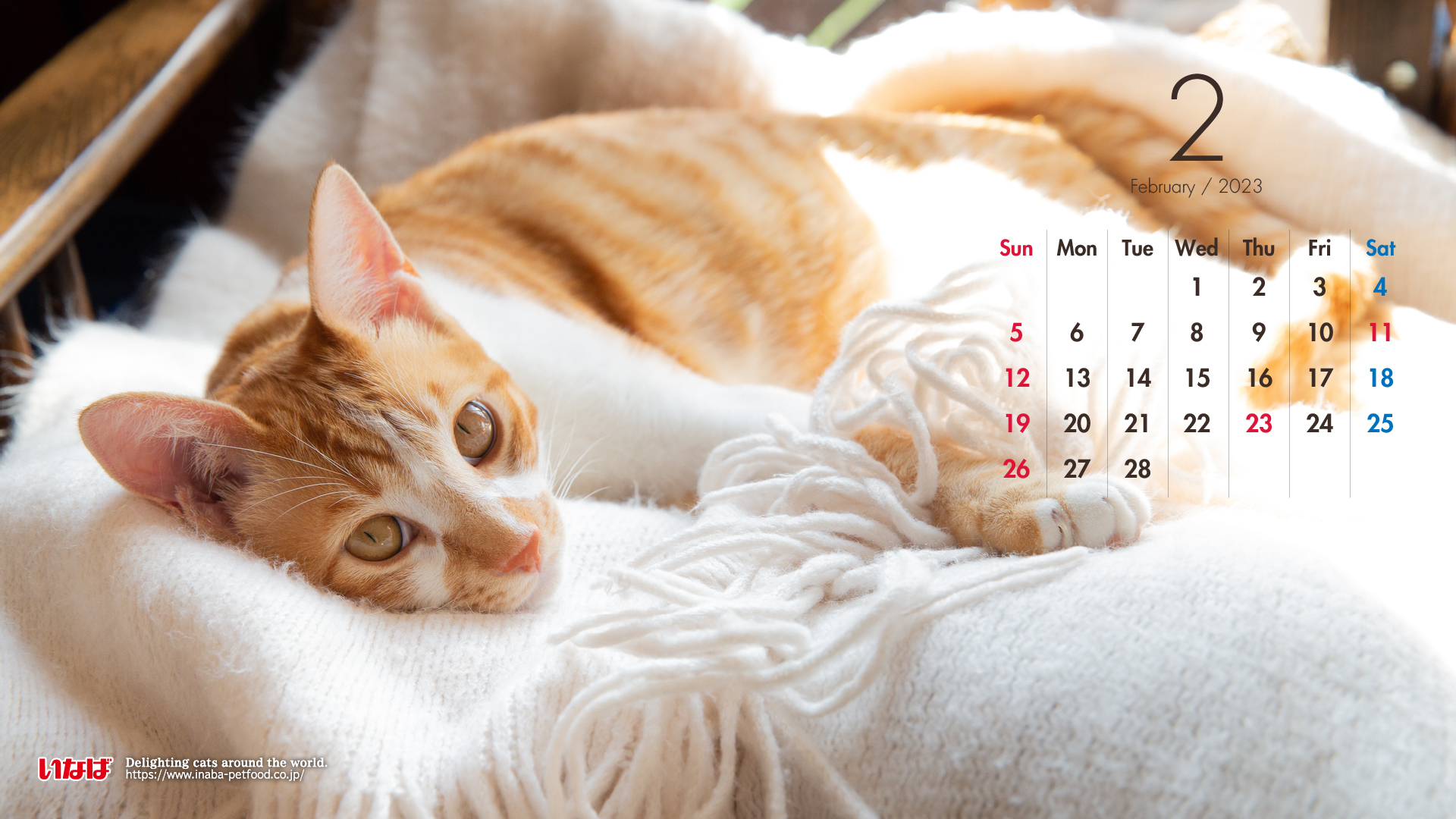 2023年2月猫