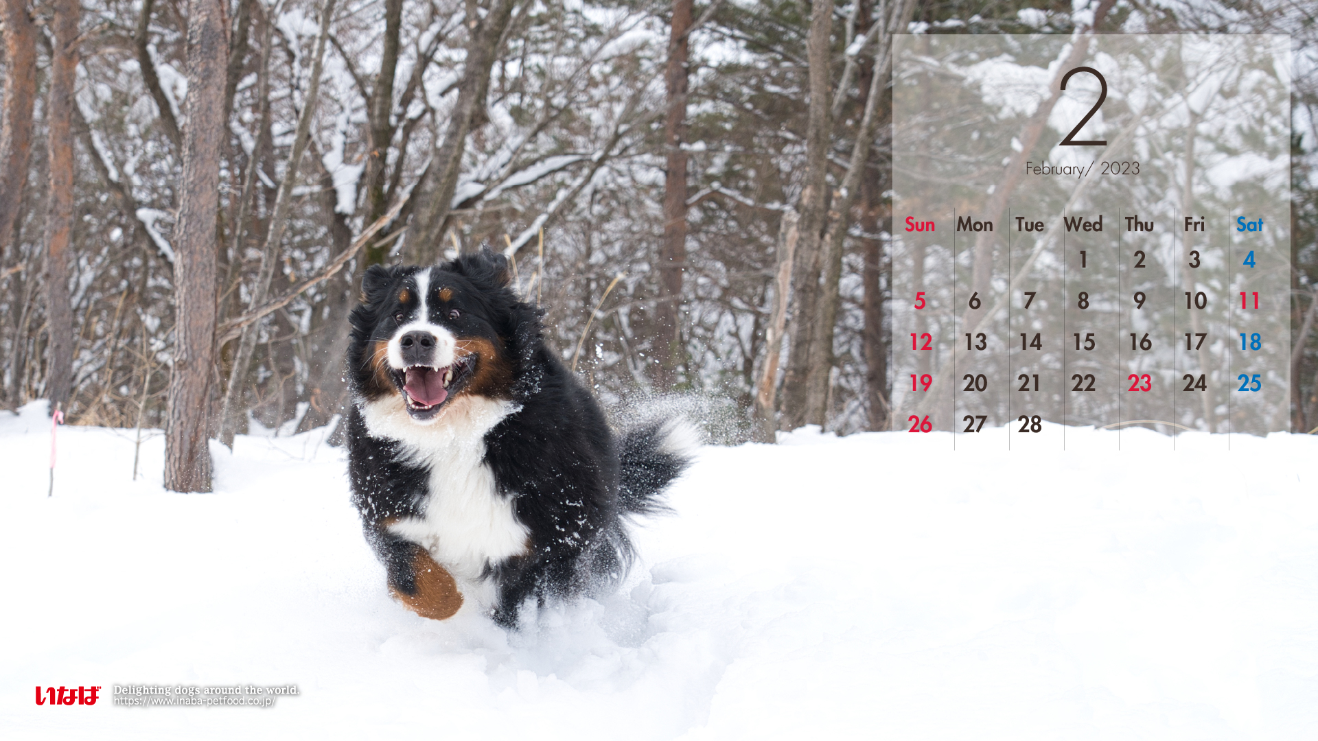 2023年2月犬