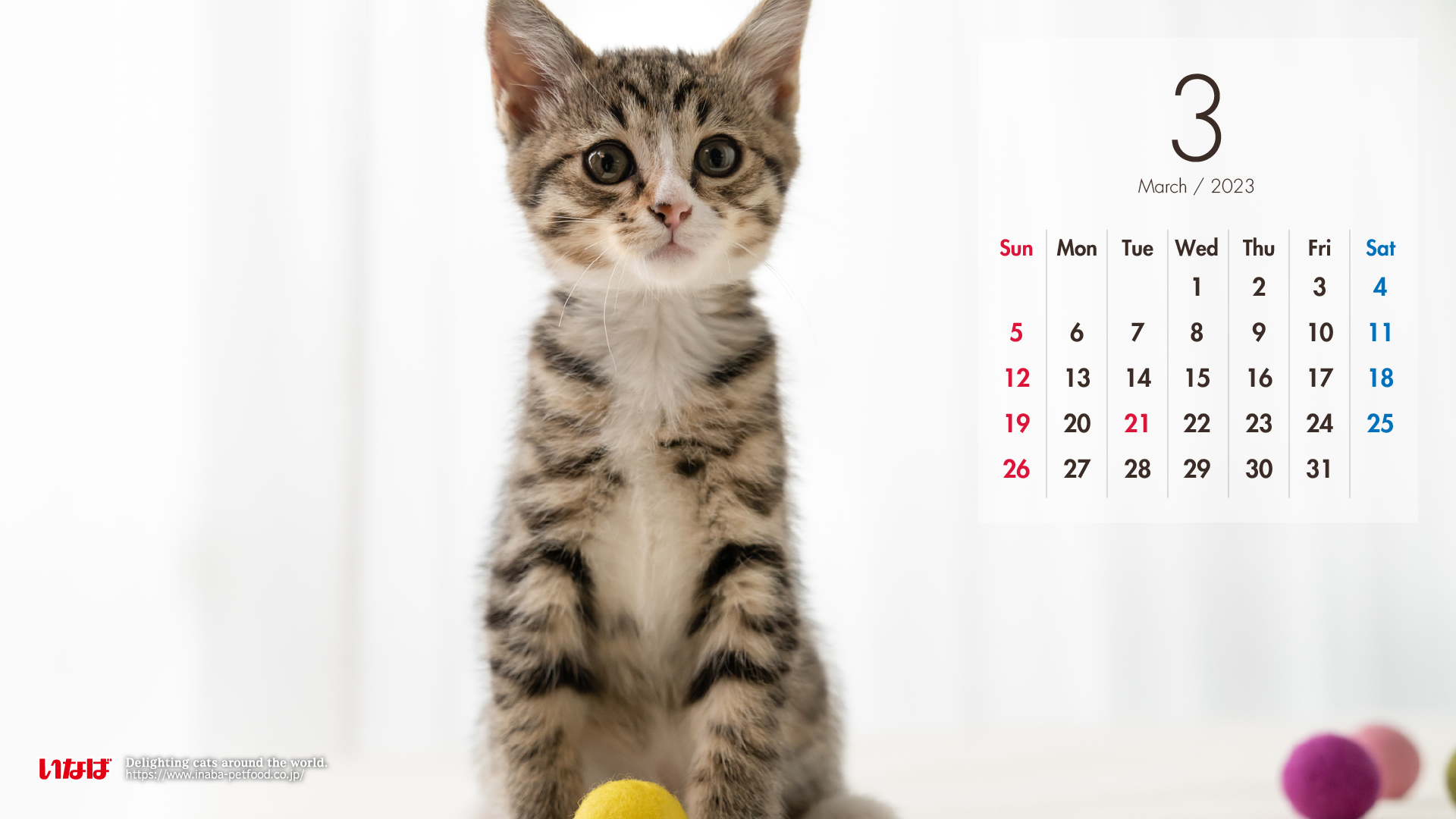 2023年3月猫