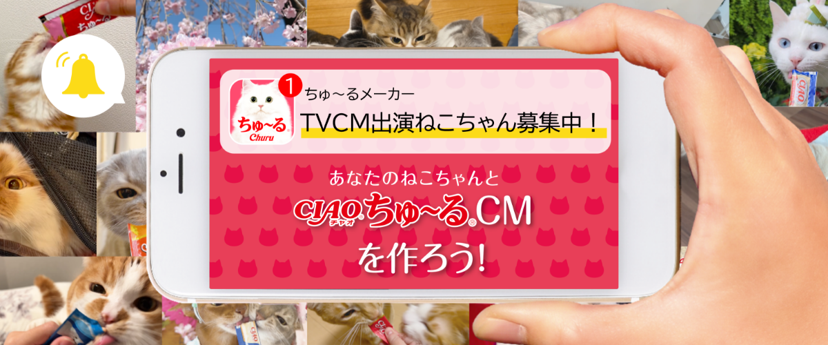 TVCM出演ねこちゃん募集中！