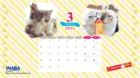 2021年3月猫