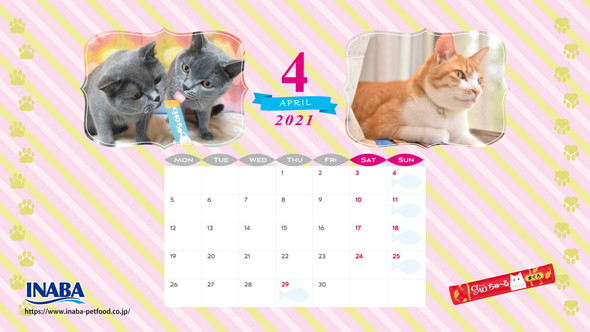 2021年4月猫