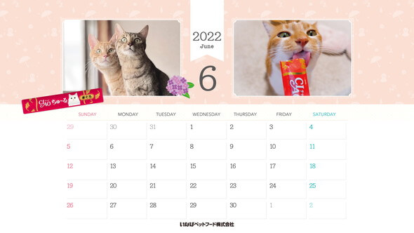 2022年6月猫