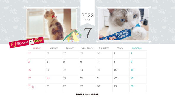 2022年7月猫