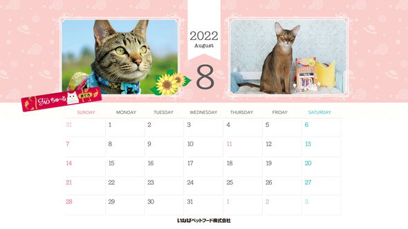 2022年8月猫