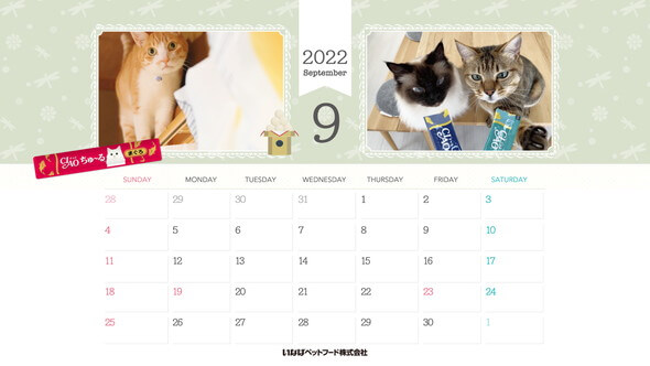 2022年9月猫