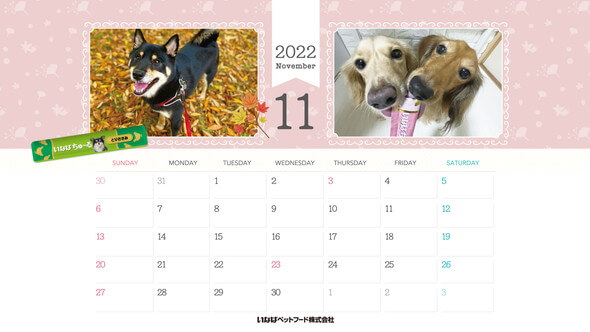 2022年11月犬