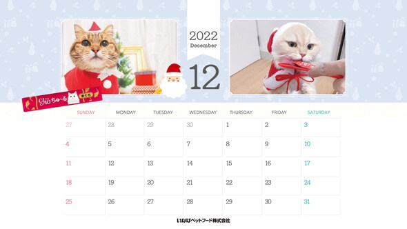 2022年12月猫