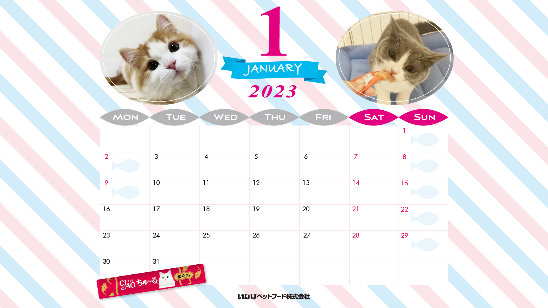 2023年1月猫