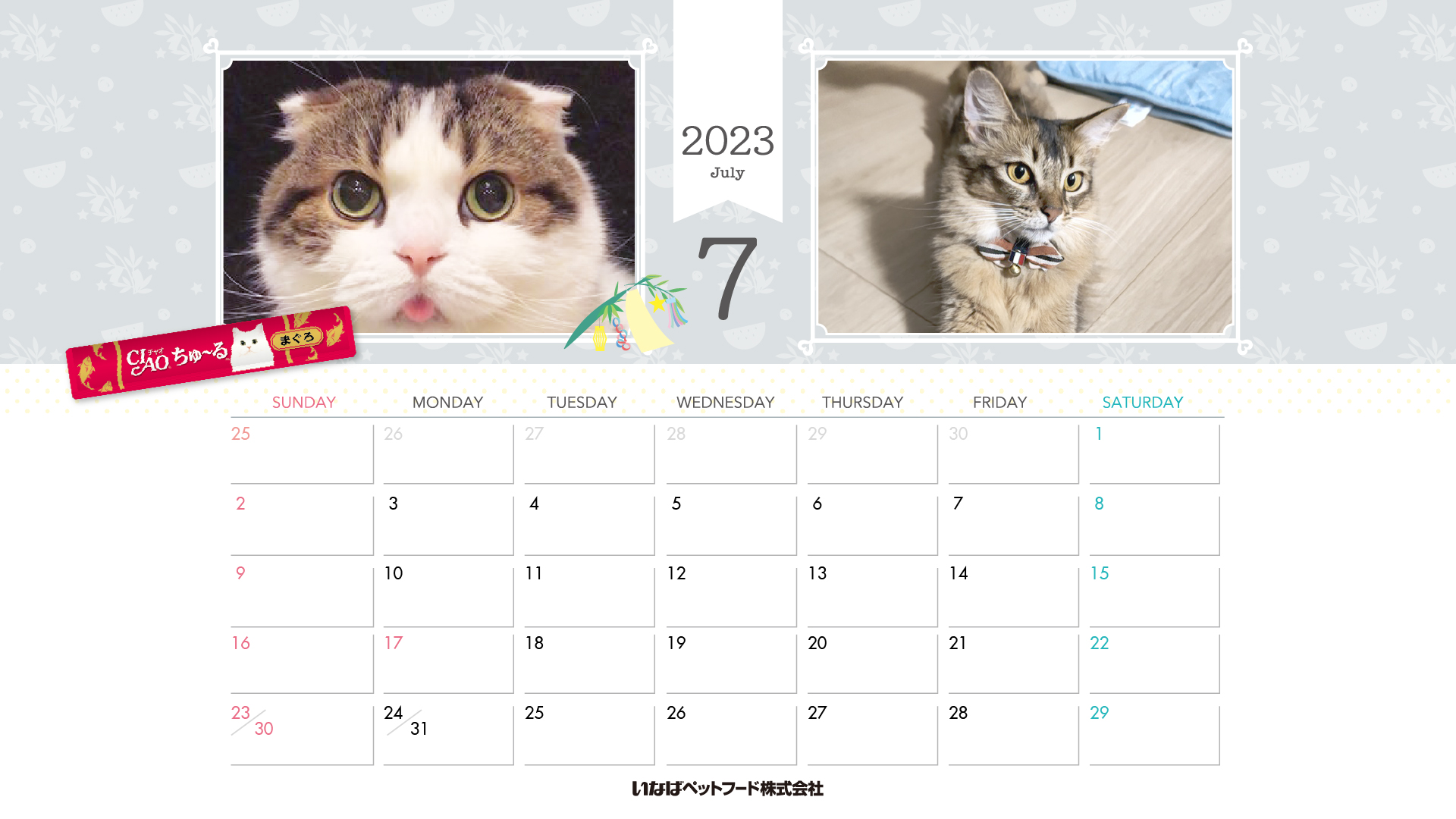 2023年1月猫