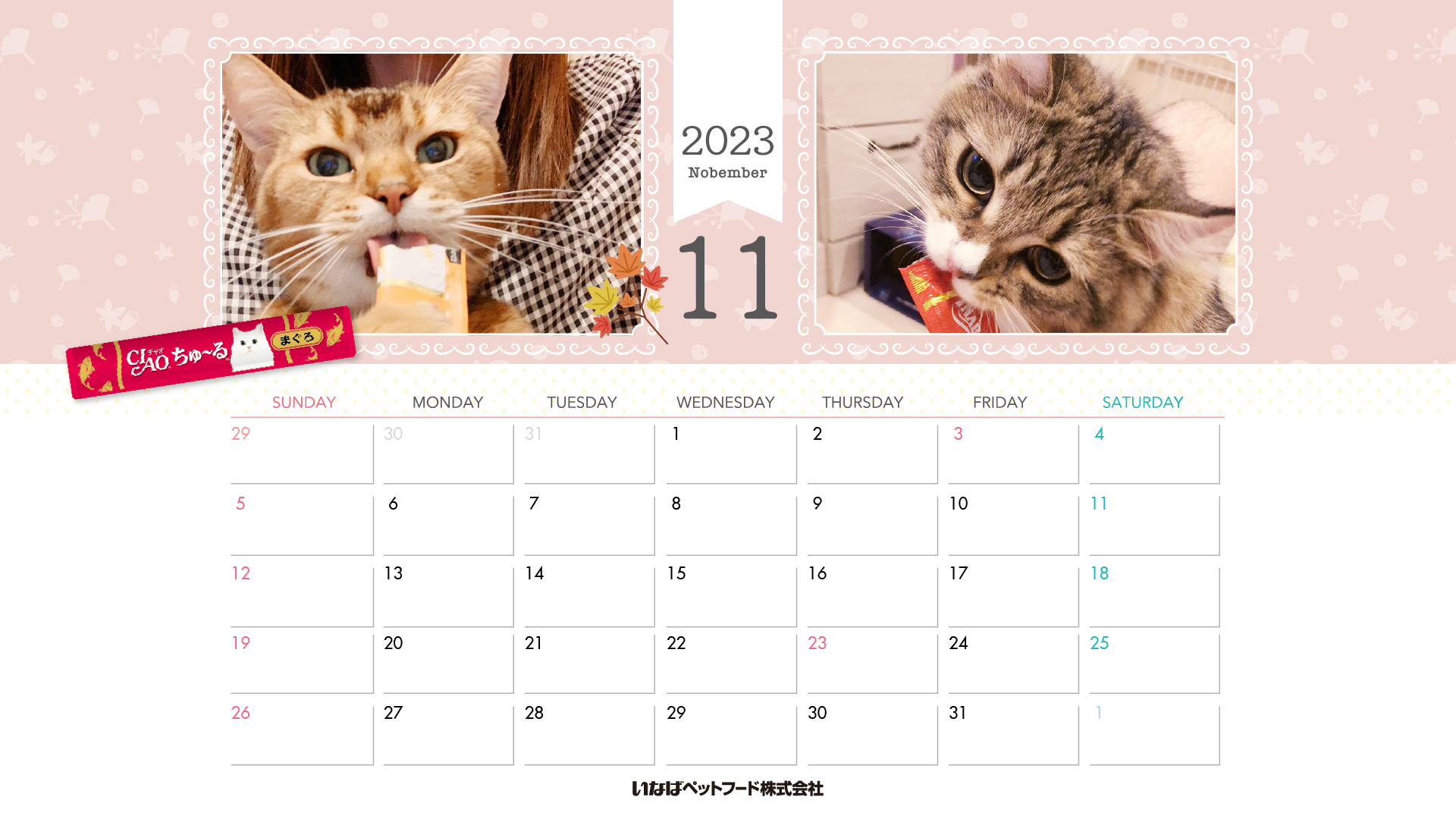 2023年1月猫