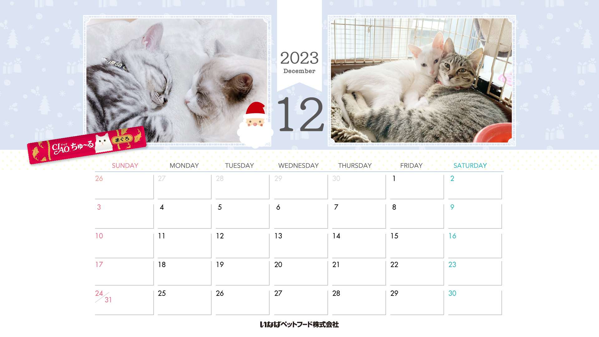 2023年1月猫