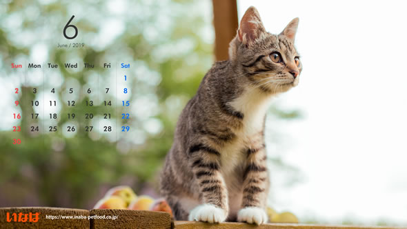 ディズニー画像ランド 100 Epic Bestスマホ 壁紙 無料 猫