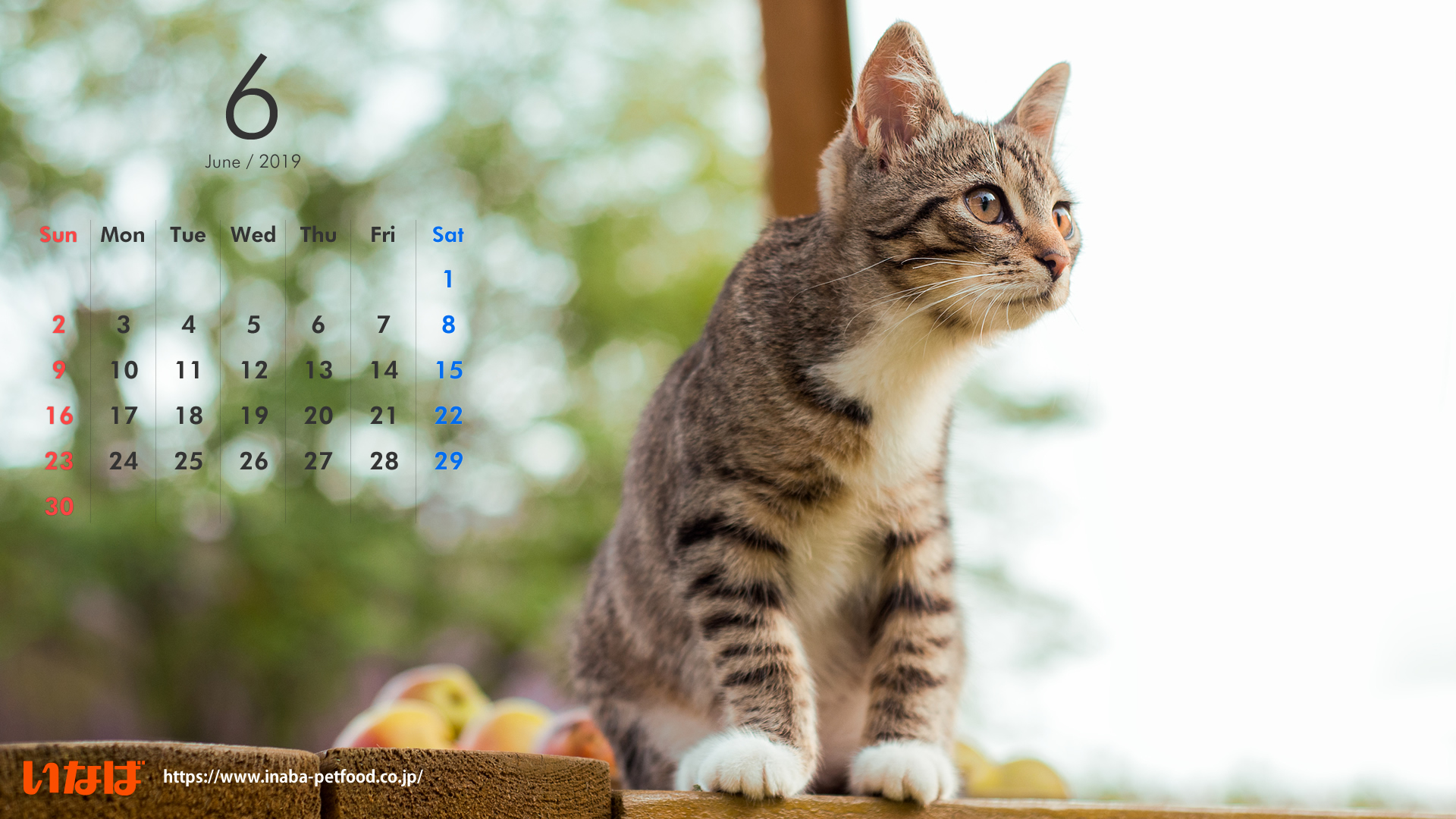 印刷 デスクトップ 壁紙 猫 カレンダー 21 ここで最高の画像コレクション