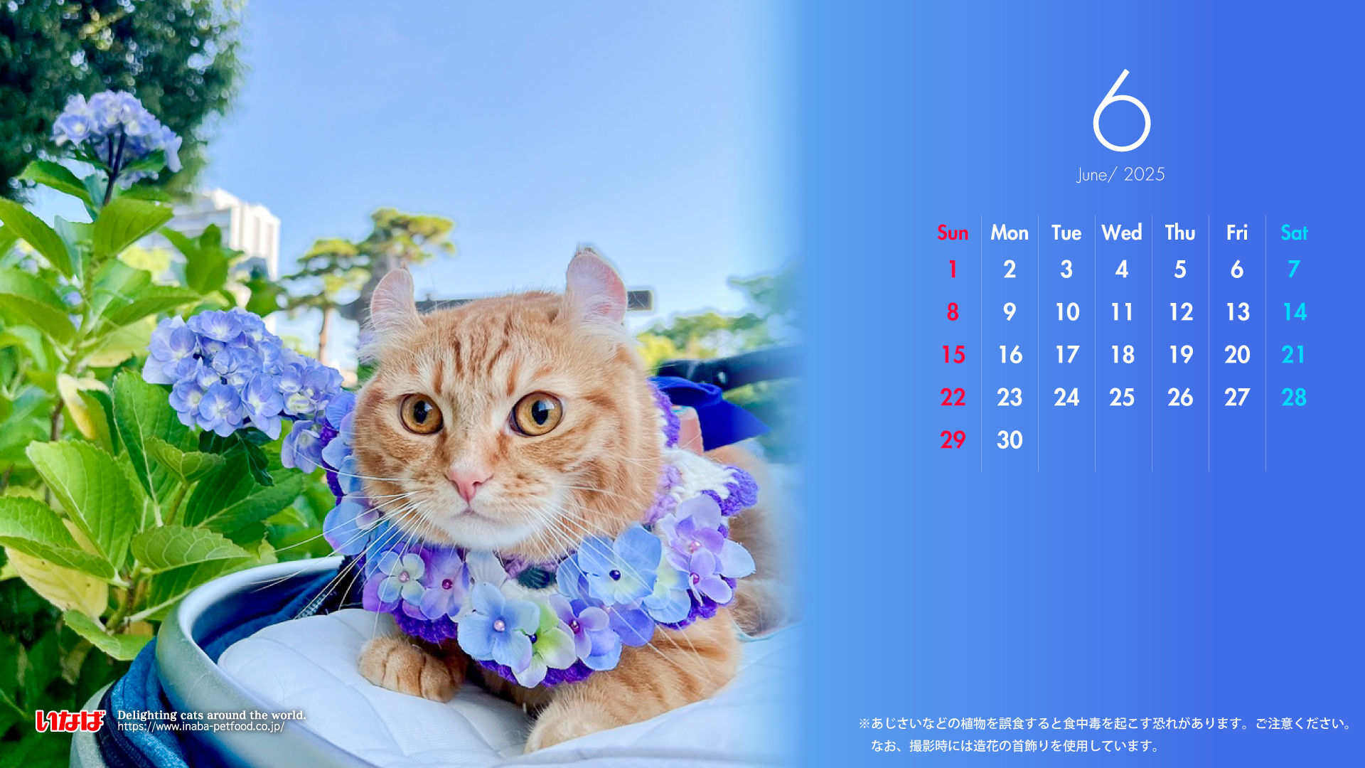 2025年6月猫