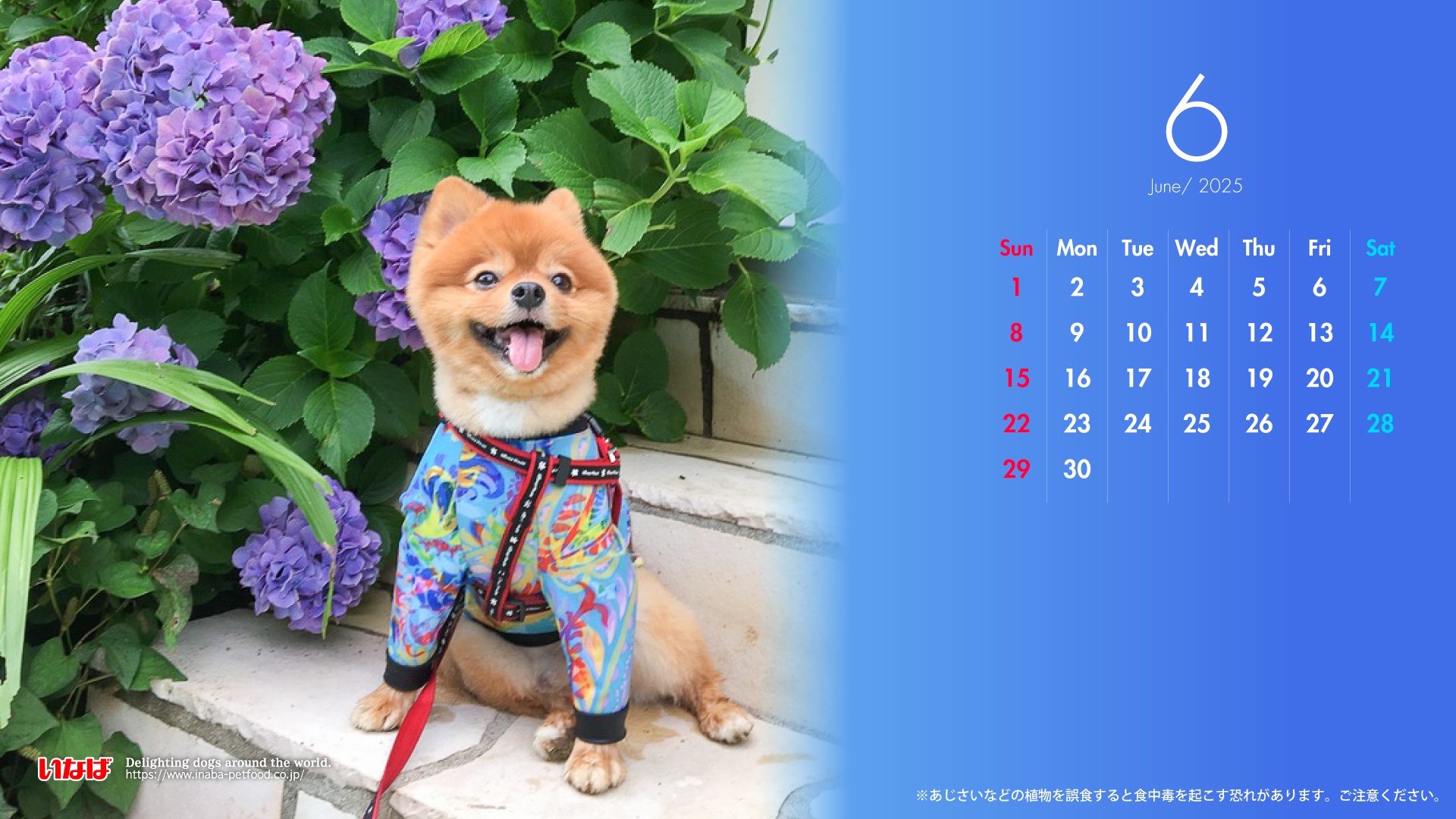 2025年6月犬