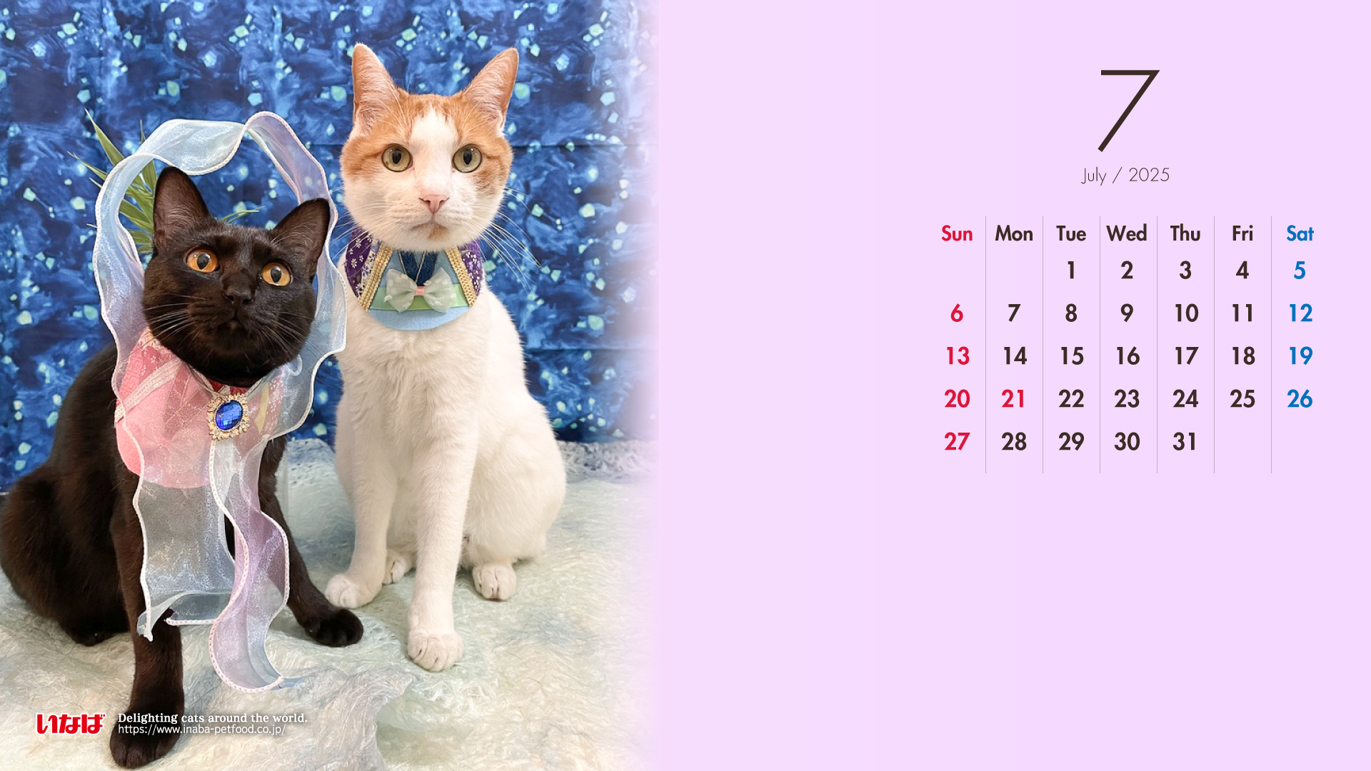 2025年7月猫