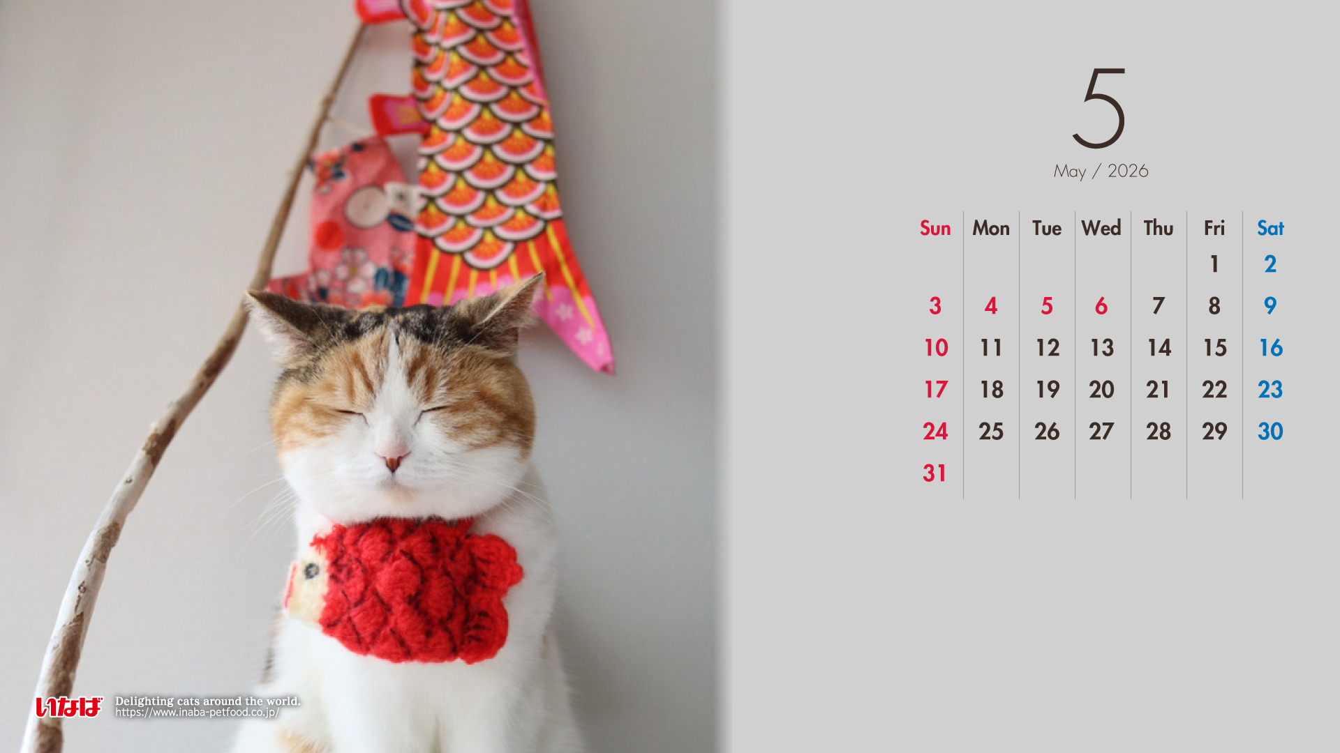 2026年5月猫