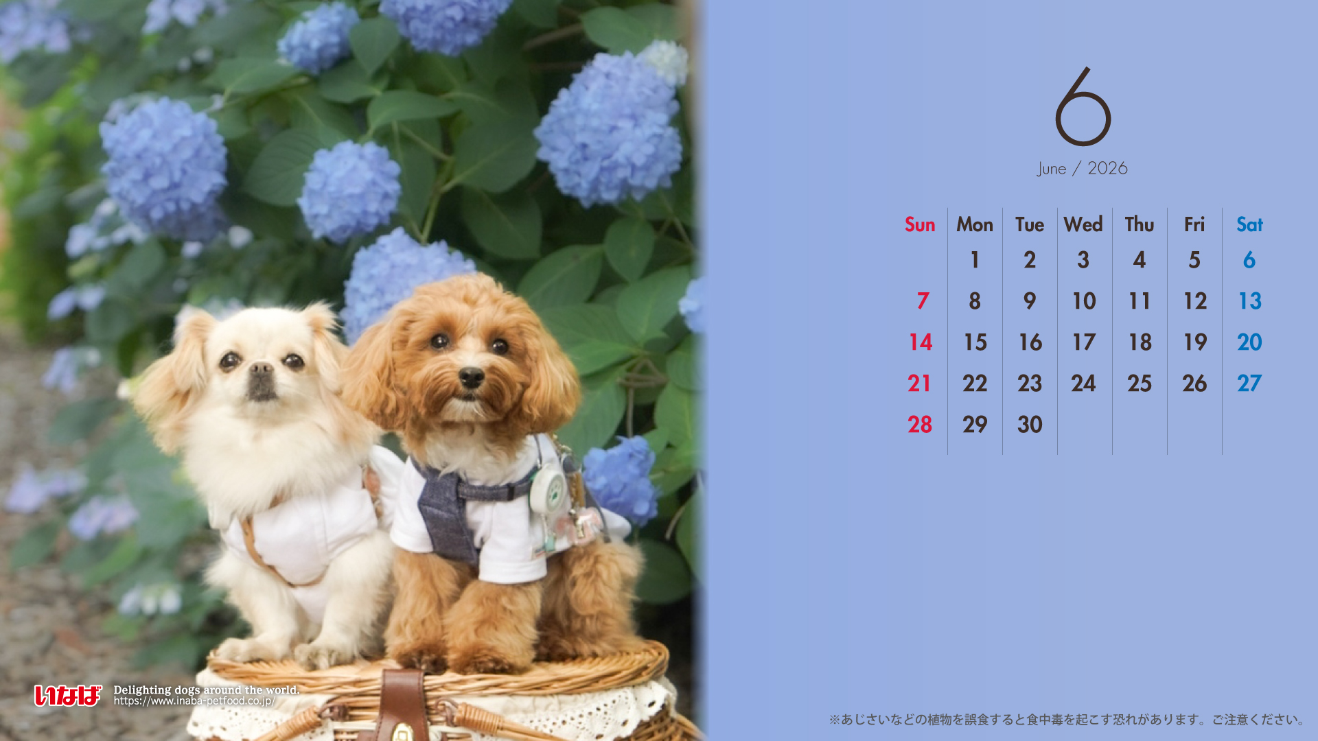 2026年6月犬