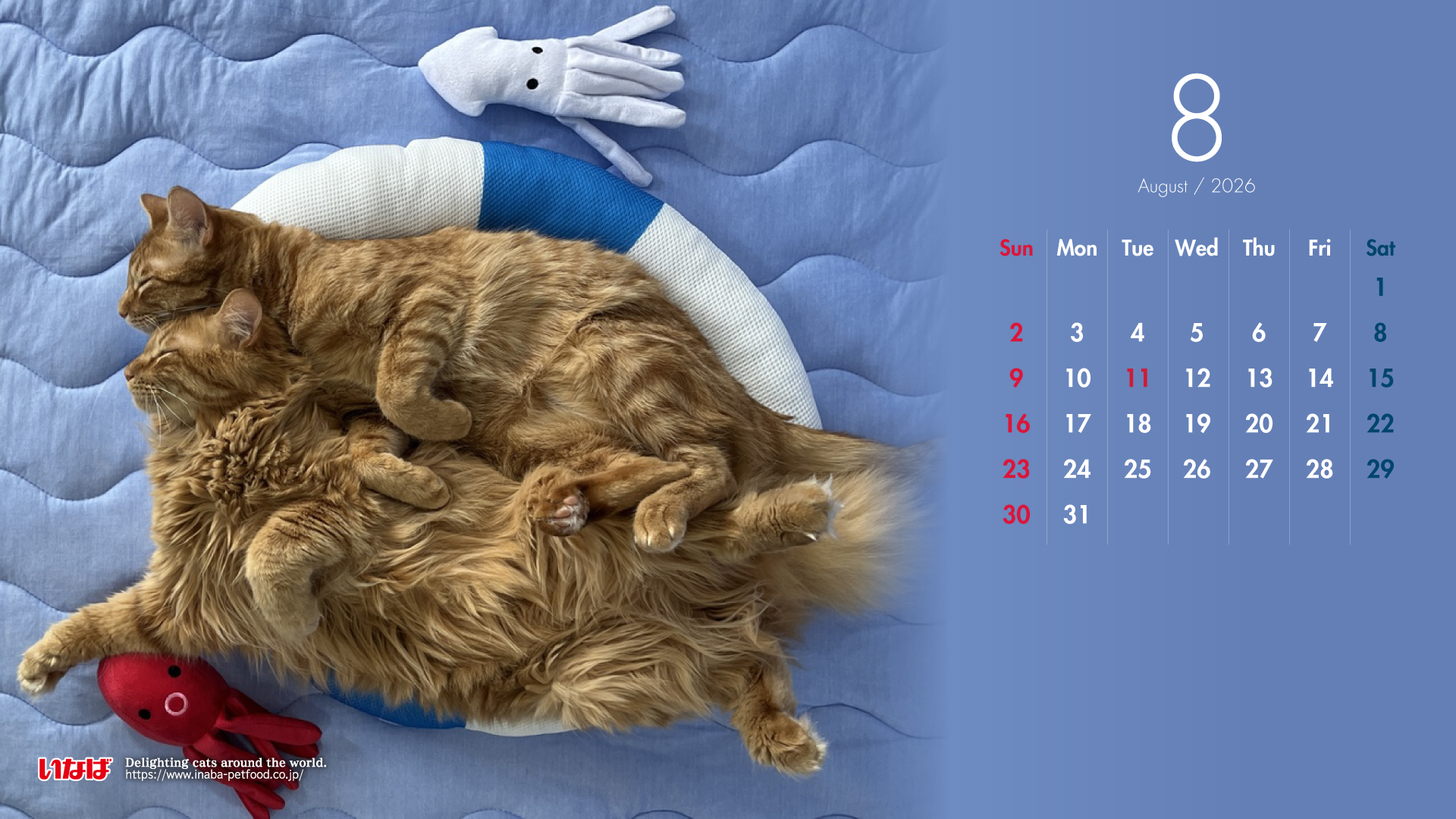 2026年8月猫