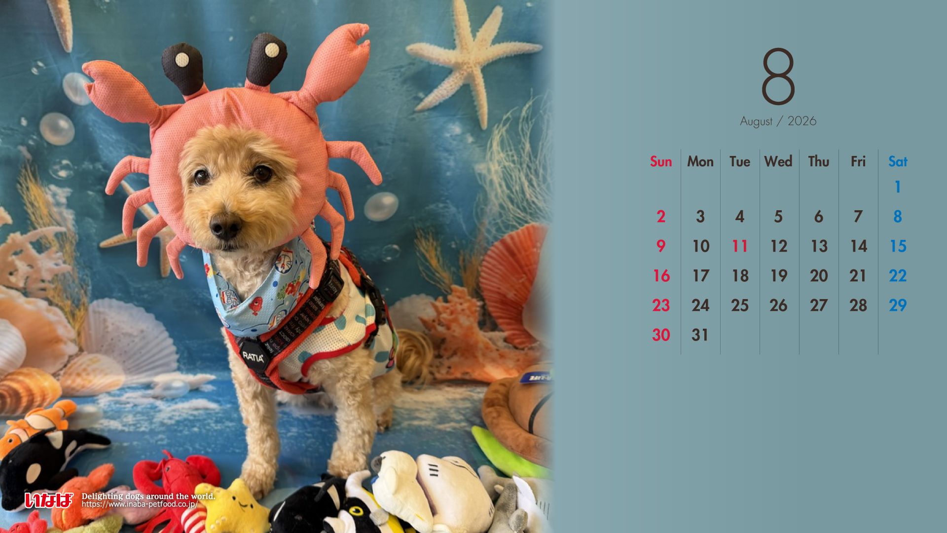 2026年8月犬