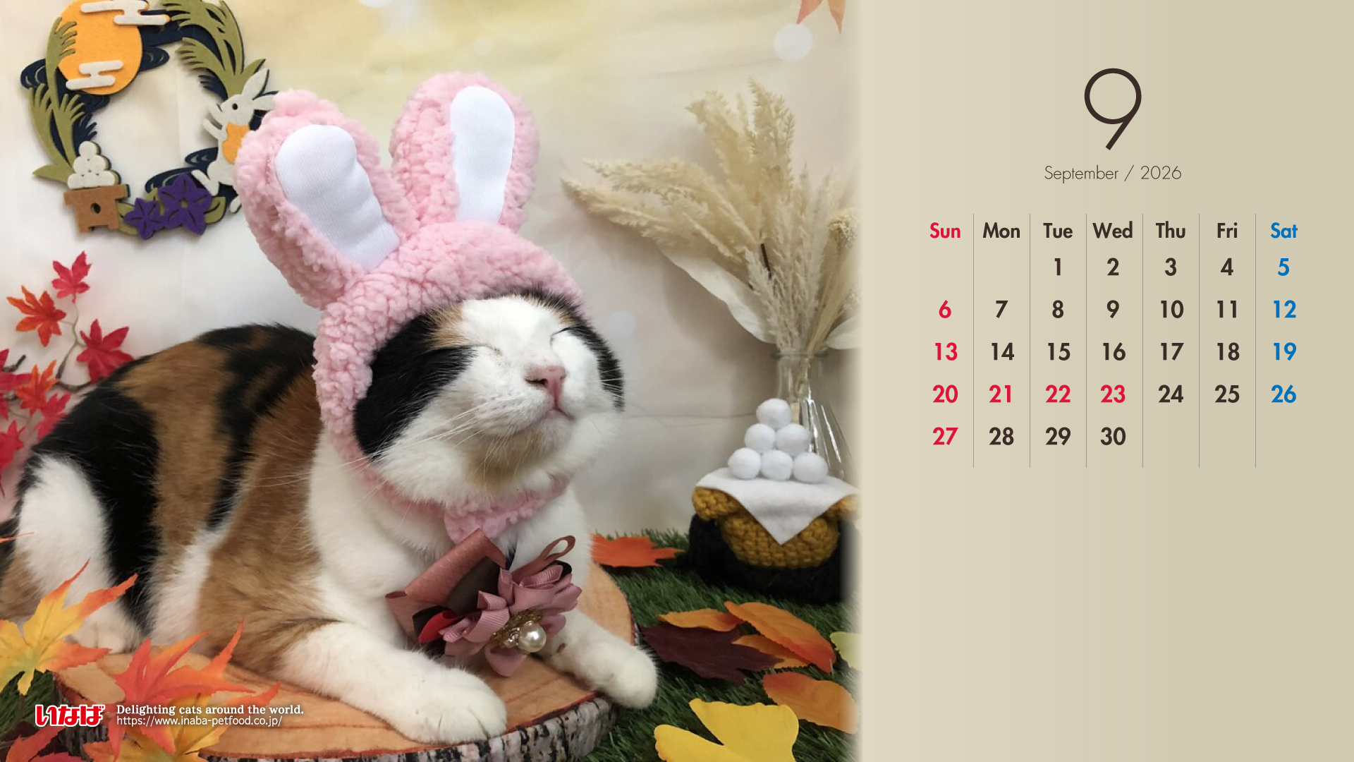 2026年9月猫