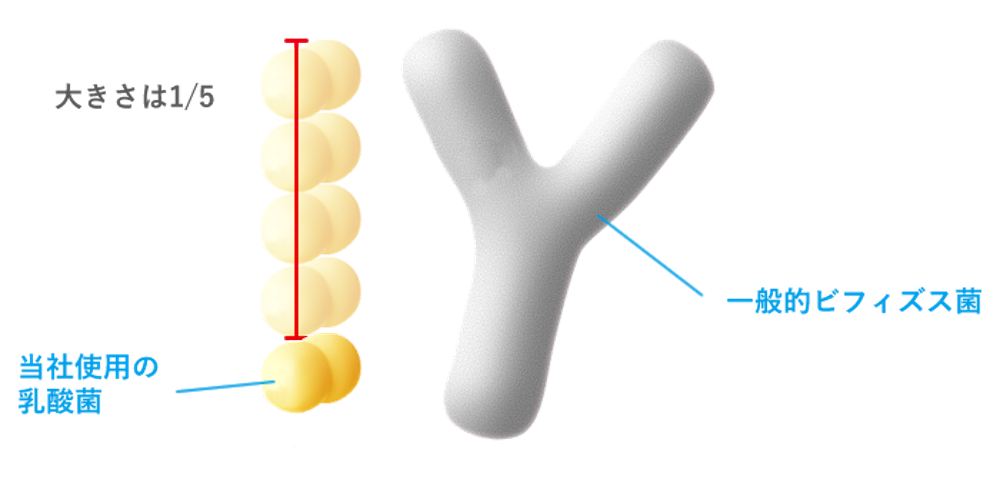 大きさはヨーグルトなどに多く含まれる乳酸菌の5分の1