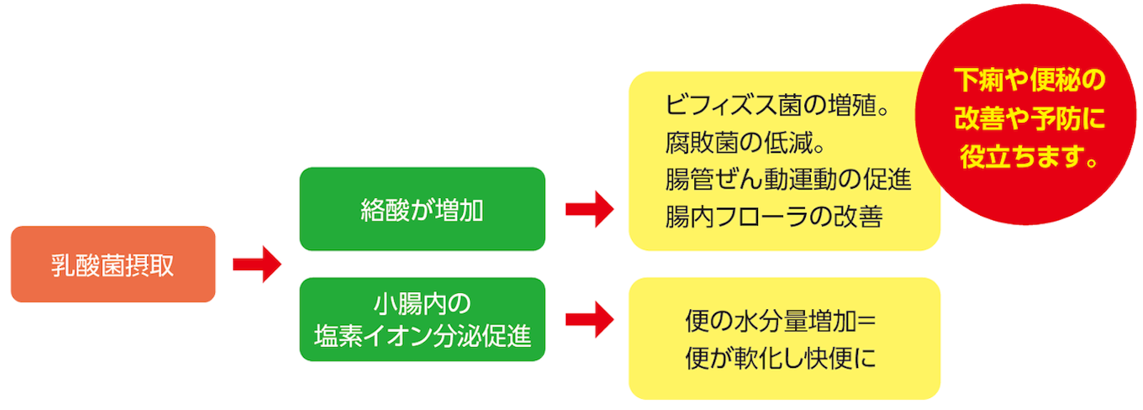 乳酸菌摂取 絡酸が増加 小腸内の塩素イオン分泌促進 ビフィズス菌の増殖。 腐敗菌の低減。 腸管ぜん動運動の促進 腸内フローラの改善 便の水分量増加＝便が軟化し快便に 下痢や便秘の改善や予防に役立ちます。