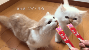 CIAOちゅ～る 2019年