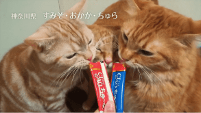 CIAOちゅ～る 2018年