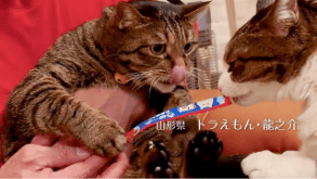 CIAOちゅ～る 2025春 Part2