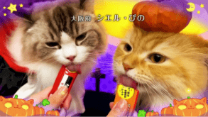 CIAOちゅ～る 2025年 ハロウィン篇 Part2