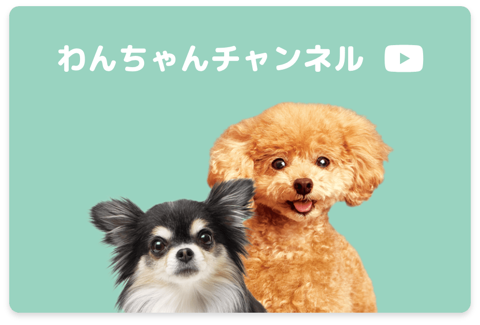 わんちゃんチャンネルはこちら