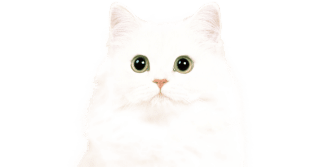 猫ちゃんCM