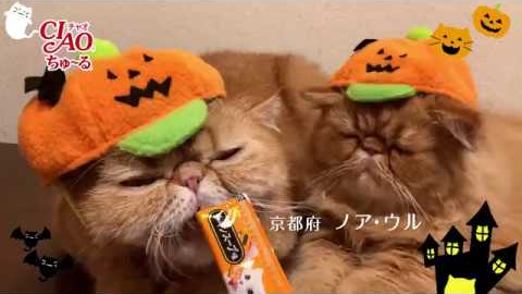 2018年冬募集ちゅ〜るCM 「Happy Halloween2018篇」