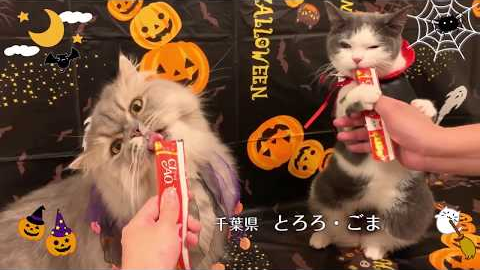 2019秋募集_CIAOちゅ～るCM「Happy Halloween2019篇」