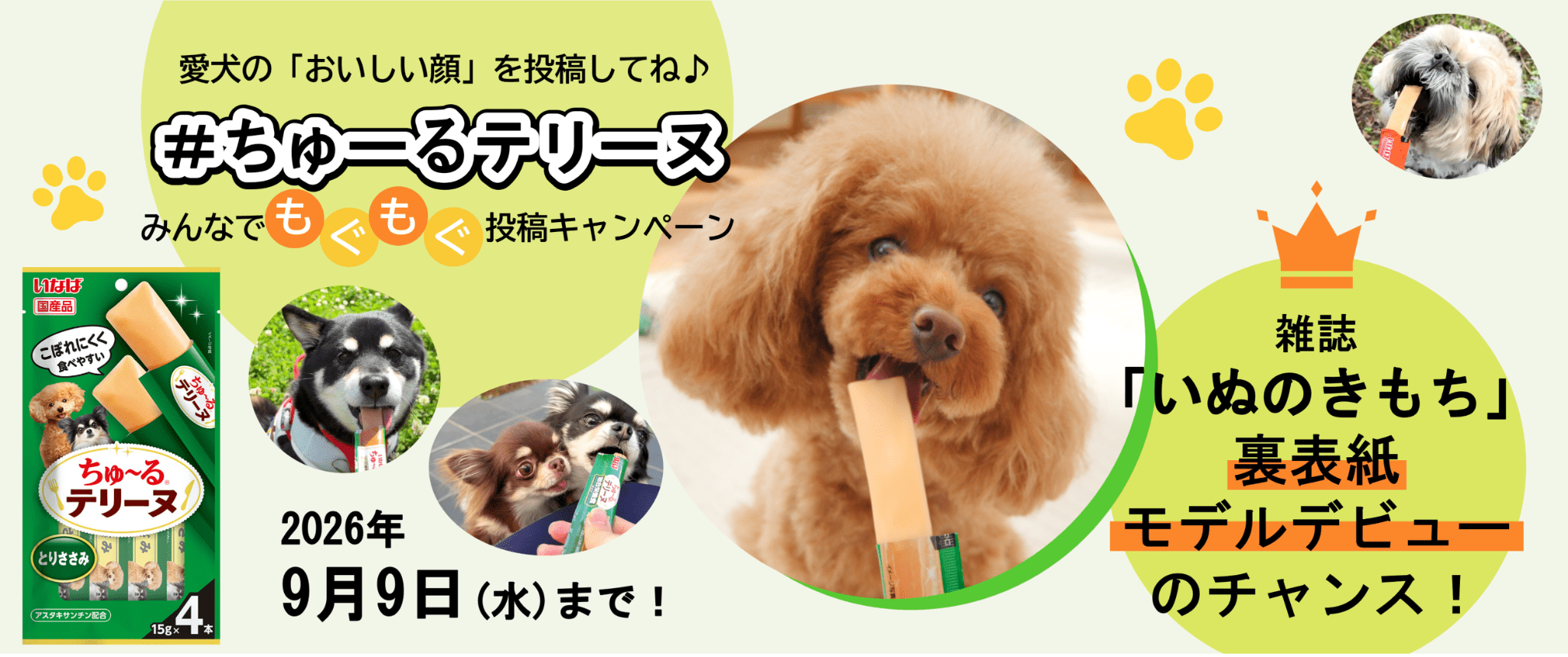 #ちゅーるテリーヌみんなでもぐもぐ投稿キャンペーンでモデルデビューのチャンス！