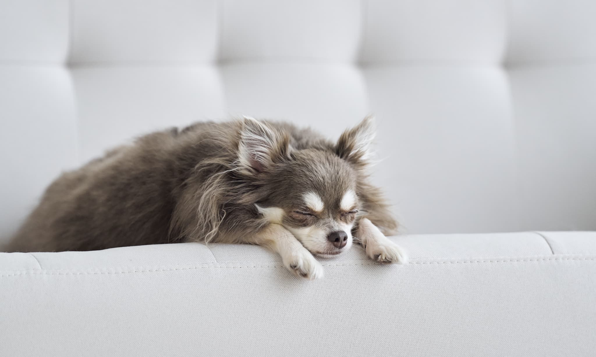 犬